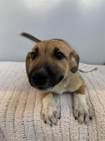 Enlarge ROME, a Adoptable mixed breed in San Martin, CA image 1/1