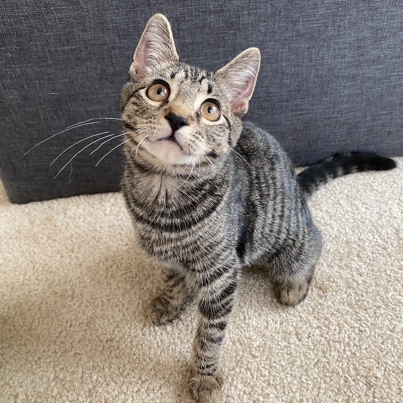 Delilah, Adopted, Kitten Female Domestic Short Hair.