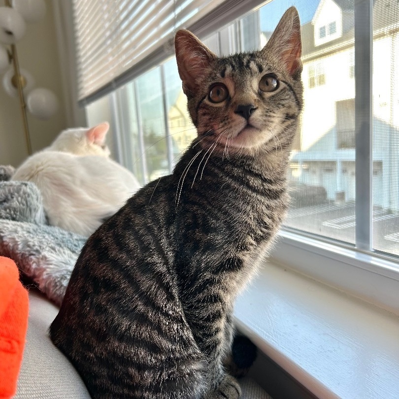 Enlarge Delilah, a Adopted Domestic Short Hair in Fresh Meadows, NY image 3/15