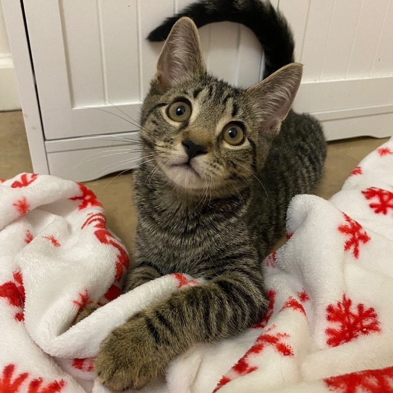 Enlarge Delilah, a Adopted Domestic Short Hair in Fresh Meadows, NY image 4/15