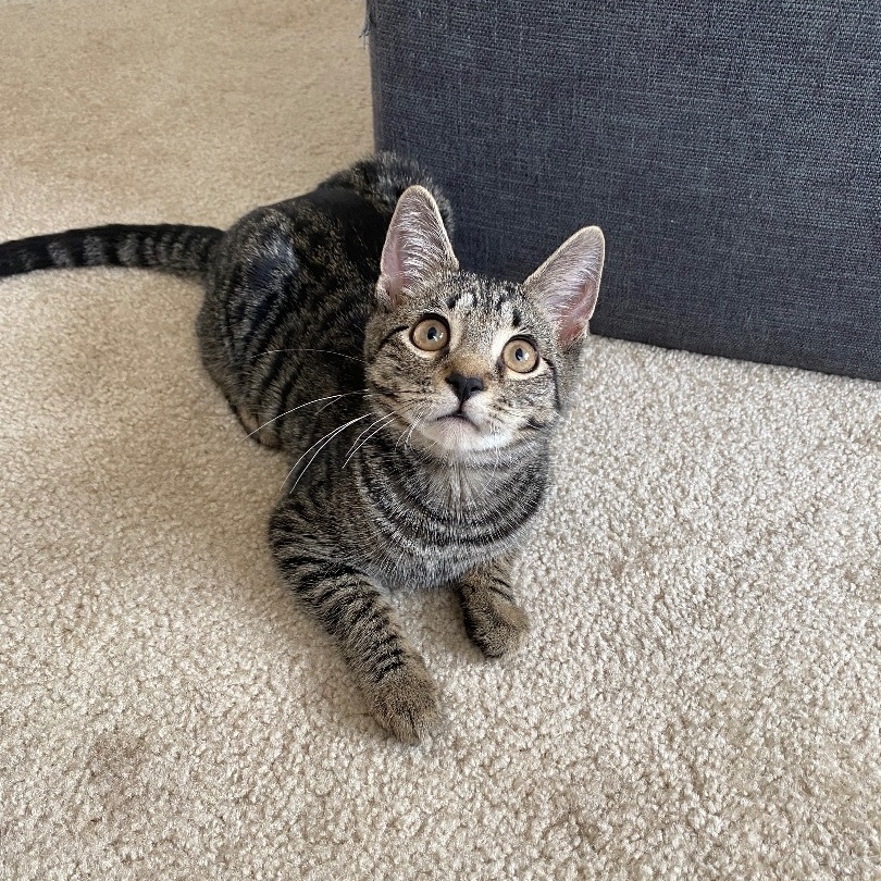 Enlarge Delilah, a Adopted Domestic Short Hair in Fresh Meadows, NY image 5/15