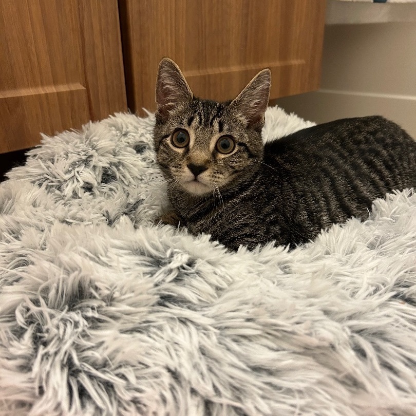 Enlarge Delilah, a Adopted Domestic Short Hair in Fresh Meadows, NY image 6/15