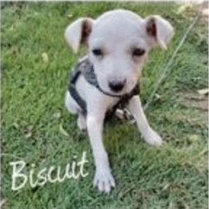 Biscuit, Adoptable, Adult Female Mixed Breed.