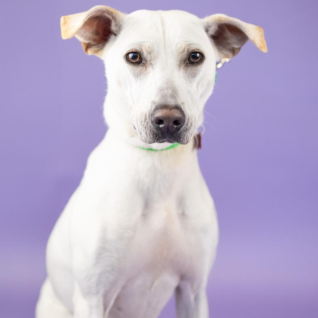 Biscuit, Adoptable, Adult Female Mixed Breed.