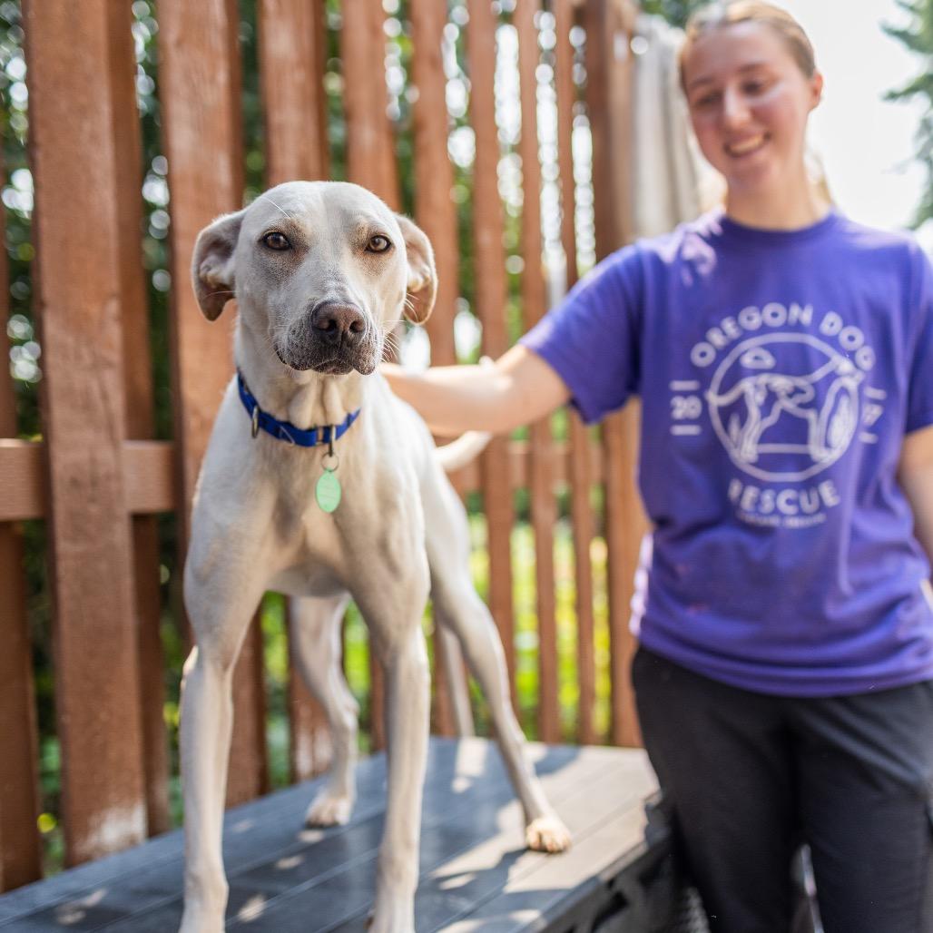 Enlarge Biscuit, a Adoptable Mixed Breed in Portland, OR image 2/6