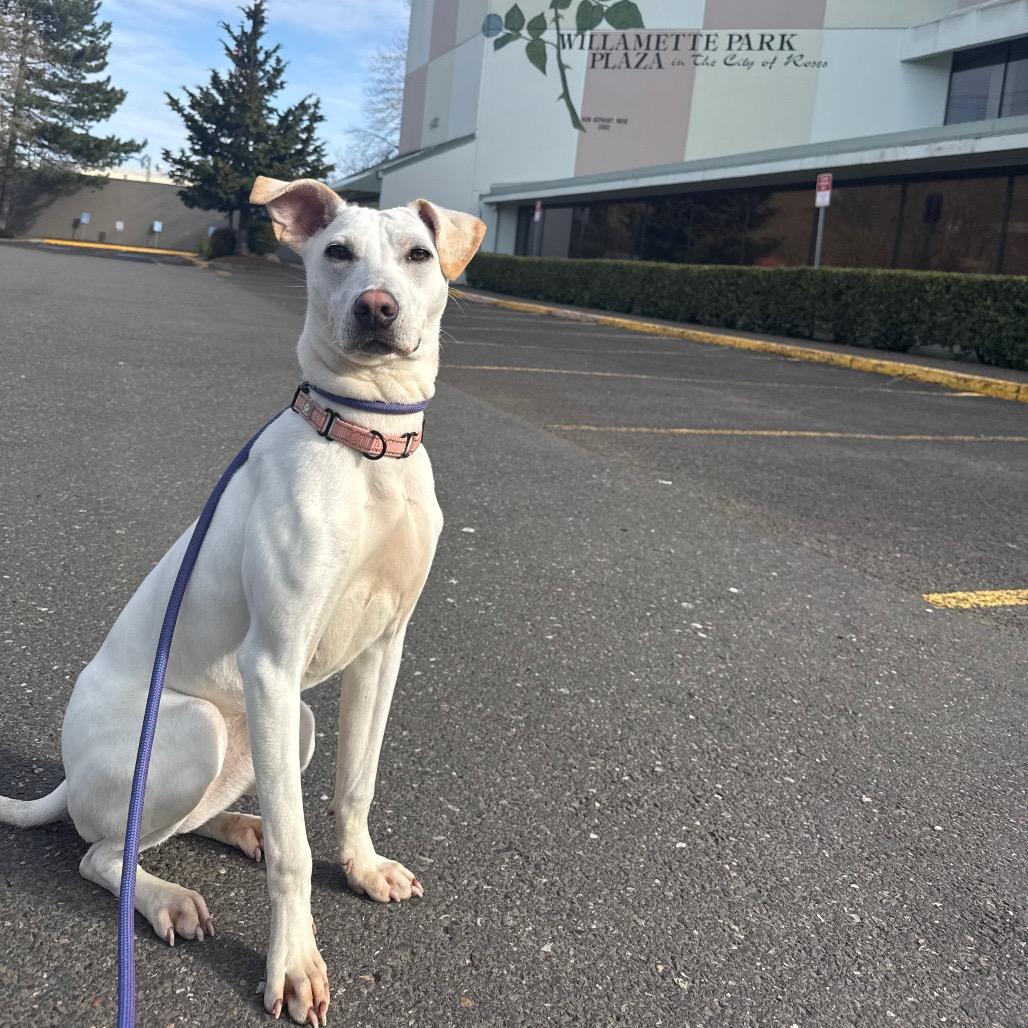 Biscuit, a Adoptable Mixed Breed in Portland, OR image 4/6