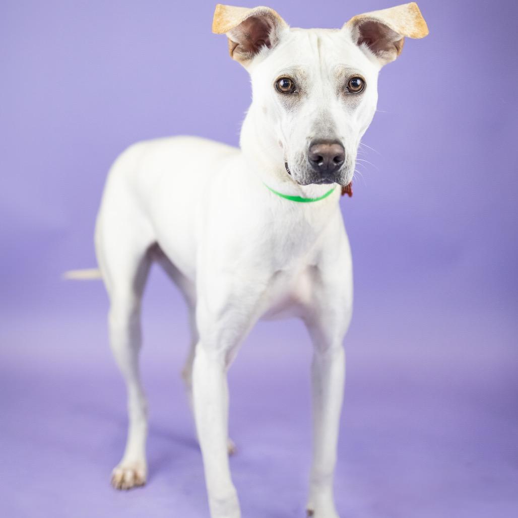 Biscuit, a Adoptable Mixed Breed in Portland, OR image 6/6