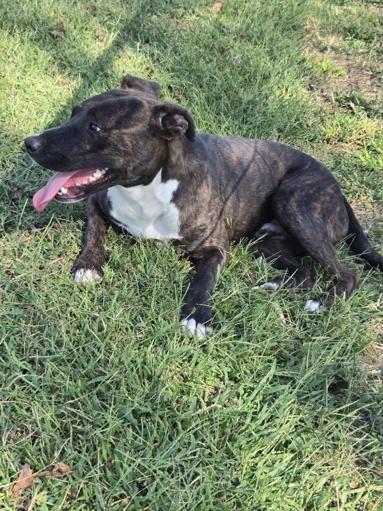 Enlarge Rex, a Adoptable mixed breed in Okemah, OK image 6/6