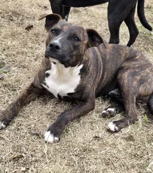 Enlarge Rex, a Adoptable mixed breed in Okemah, OK image 3/6