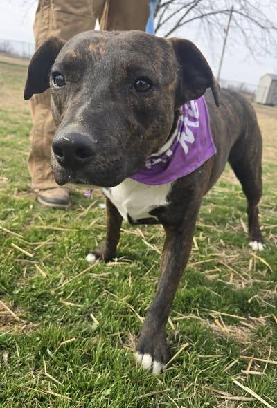 Enlarge Rex, a Adoptable mixed breed in Okemah, OK image 2/6