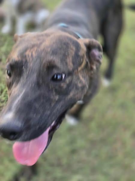 Enlarge Rex, a Adoptable mixed breed in Okemah, OK image 5/6