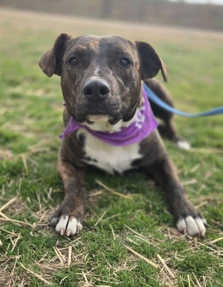 Enlarge Rex, a Adoptable mixed breed in Okemah, OK image 1/6