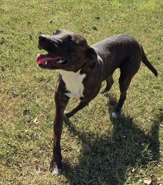 Enlarge Rex, a Adoptable mixed breed in Okemah, OK image 1/6