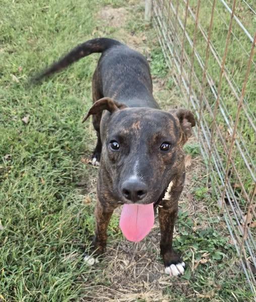 Enlarge Rex, a Adoptable mixed breed in Okemah, OK image 3/6