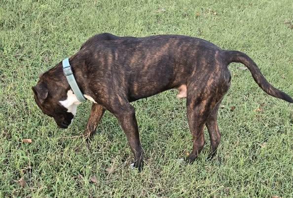 Enlarge Rex, a Adoptable mixed breed in Okemah, OK image 4/6