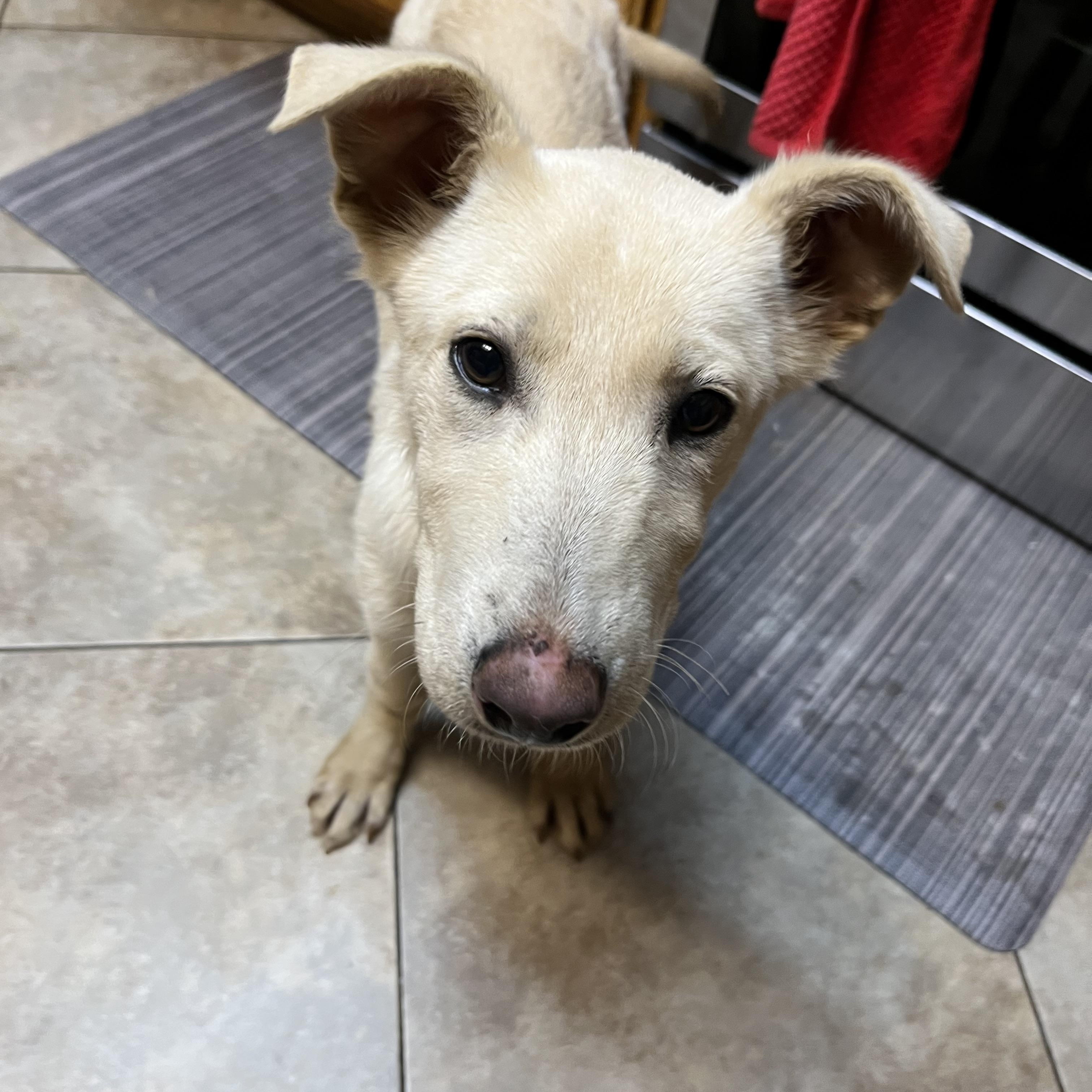 Enlarge Comet, a Adoptable mixed breed in Portland, OR image 4/5