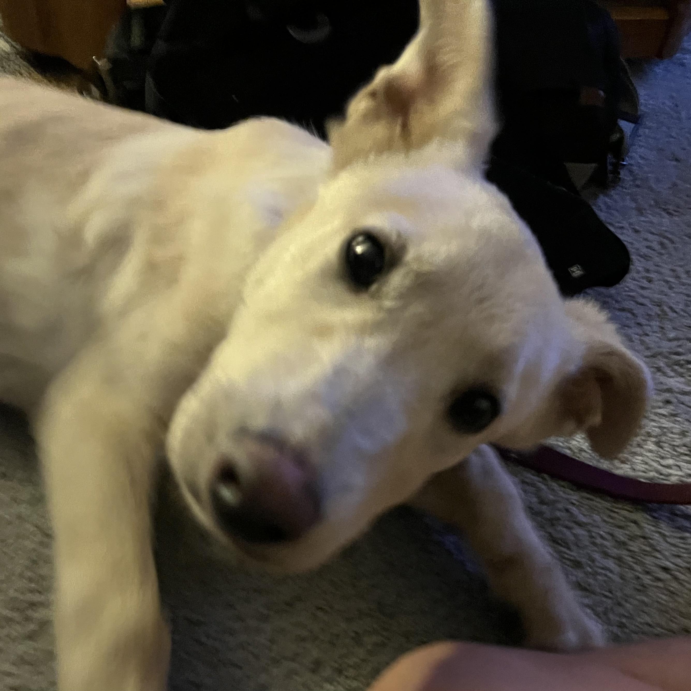 Enlarge Comet, a Adoptable mixed breed in Portland, OR image 1/5