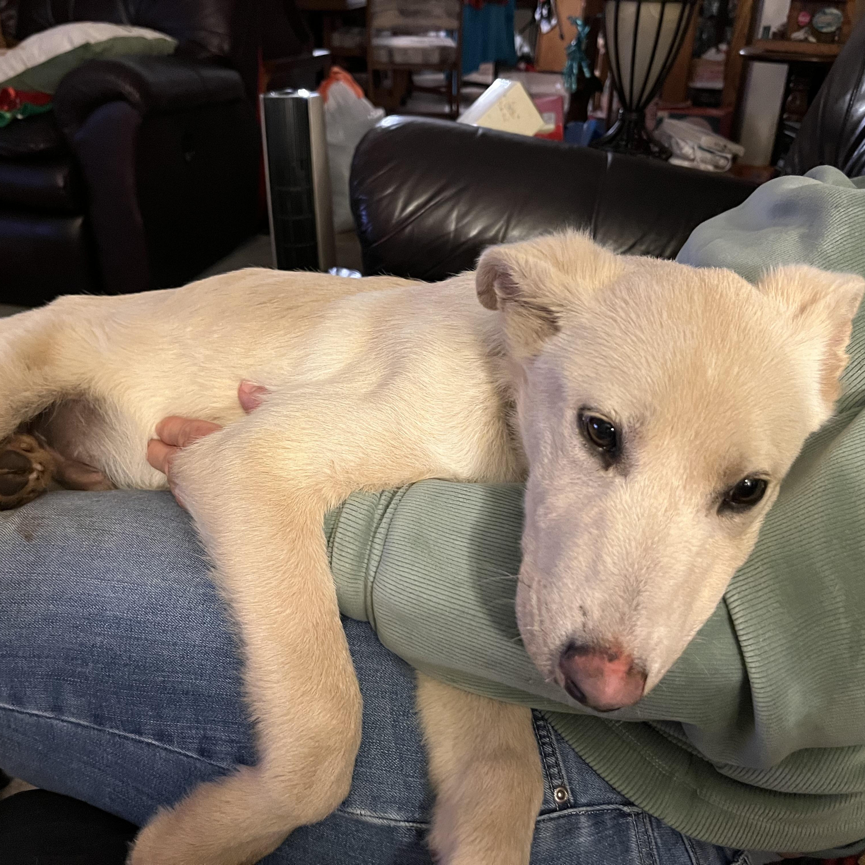 Enlarge Comet, a Adoptable mixed breed in Portland, OR image 2/5