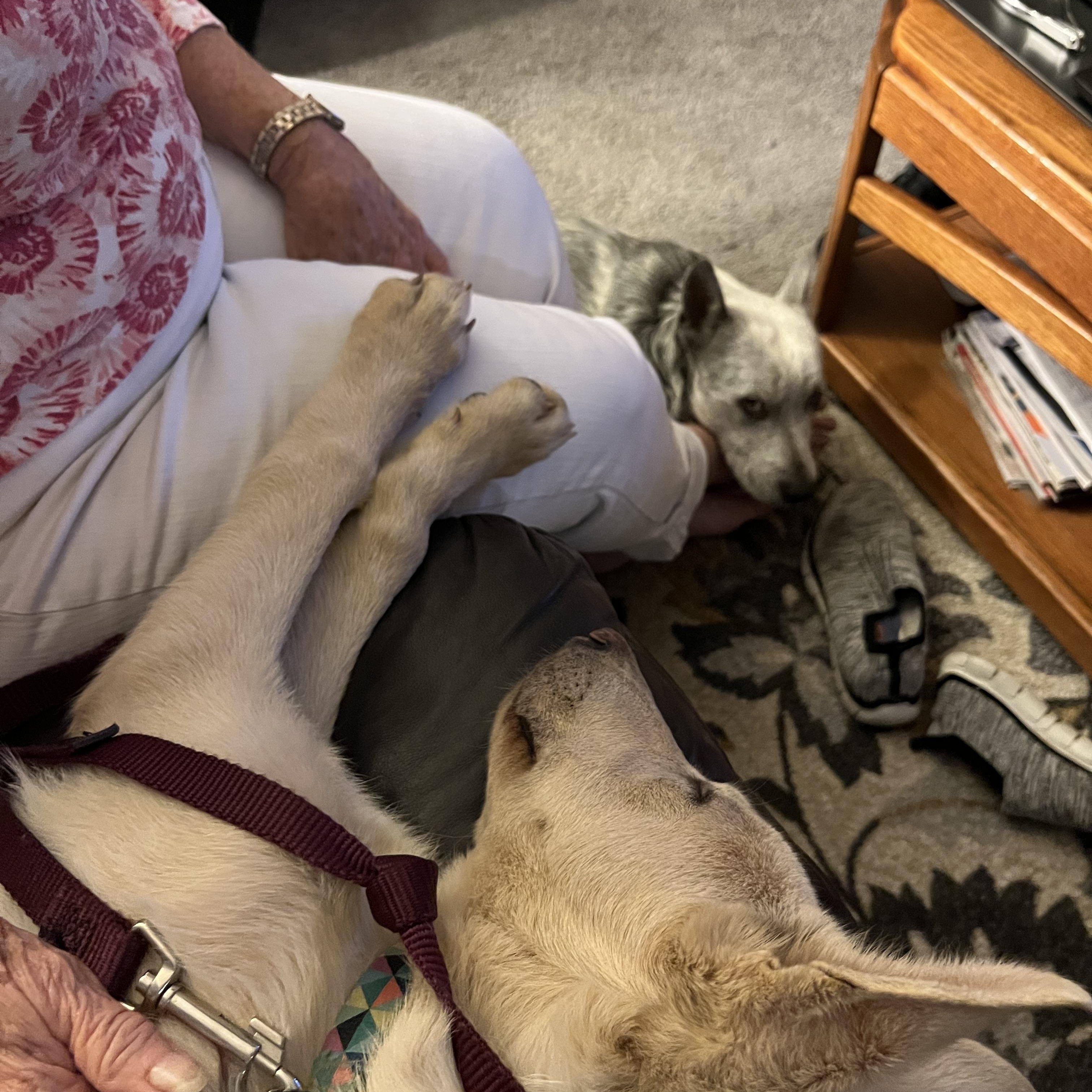 Enlarge Comet, a Adoptable mixed breed in Portland, OR image 5/5