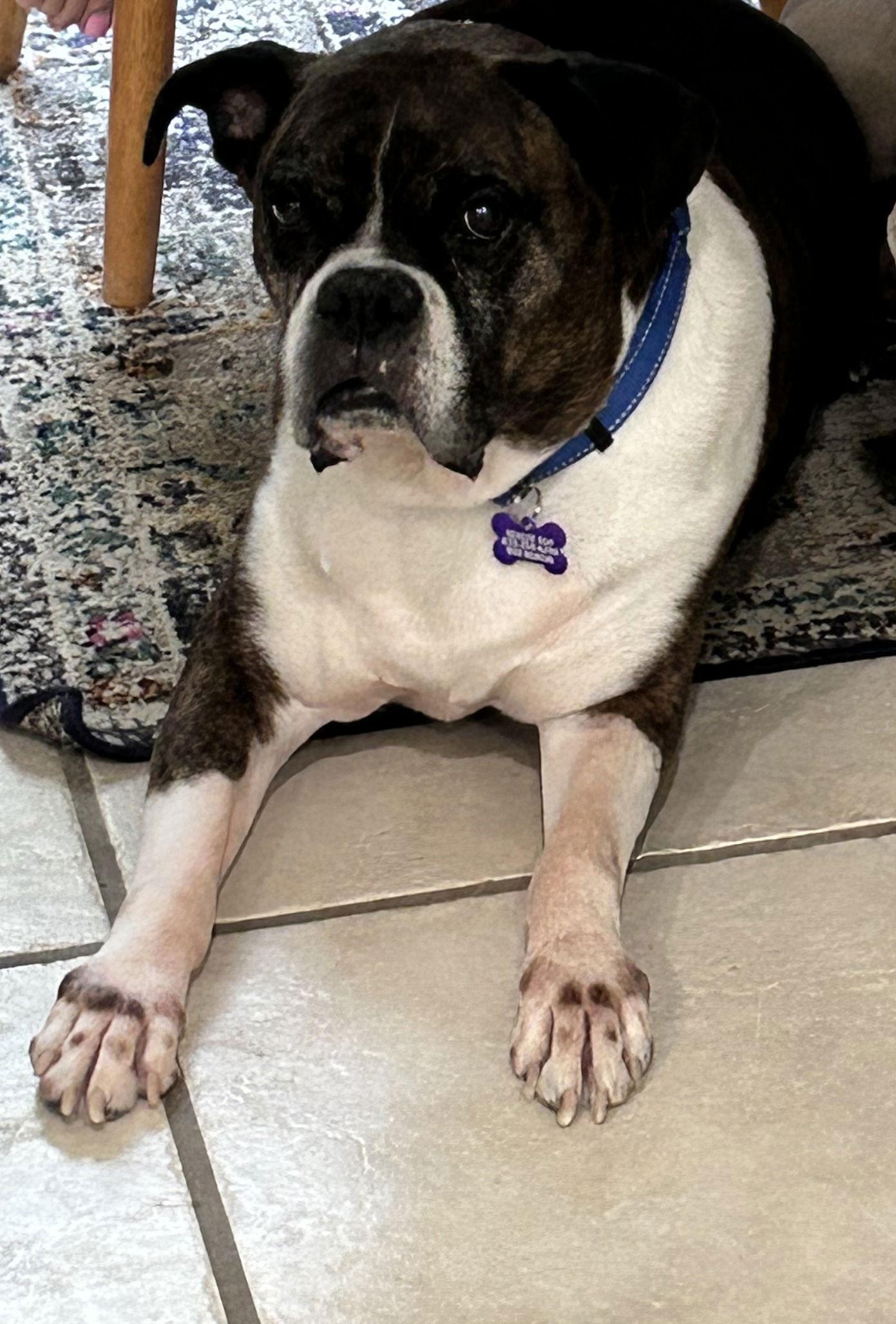 Enlarge DENZEL, a Adoptable Boxer in Staunton, VA image 1/4