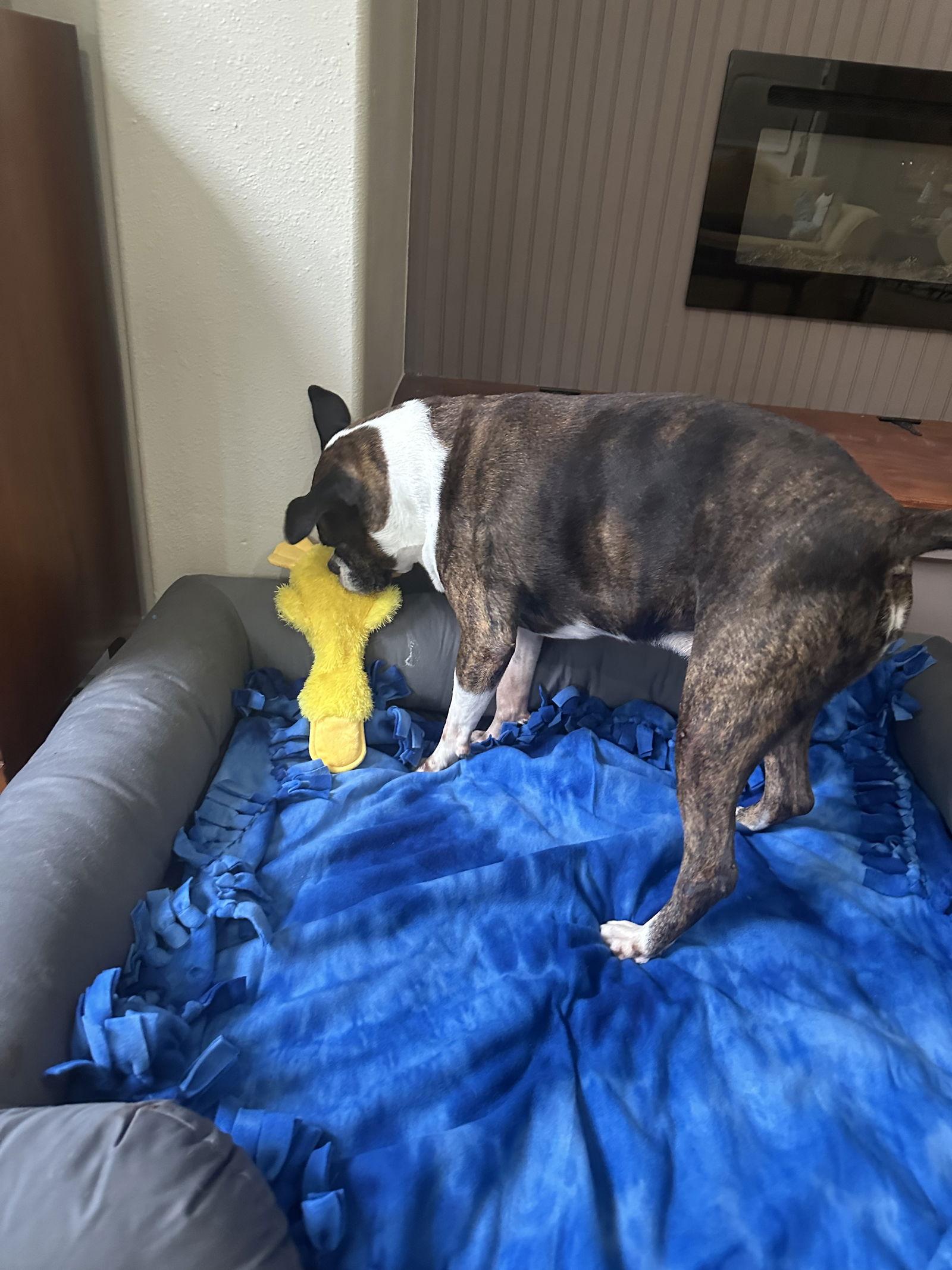 Enlarge DENZEL, a Adoptable Boxer in Staunton, VA image 2/4