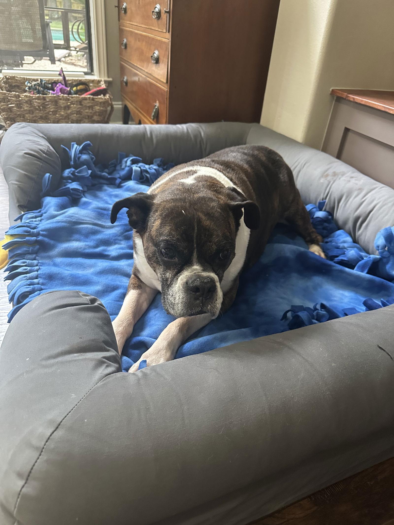 Enlarge DENZEL, a Adoptable Boxer in Staunton, VA image 3/4