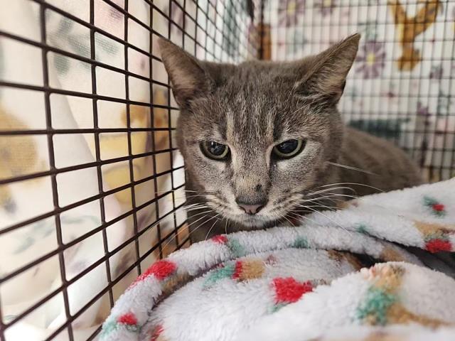 Enlarge DIANE, a Adoptable Domestic Short Hair in Pensacola, FL image 1/1