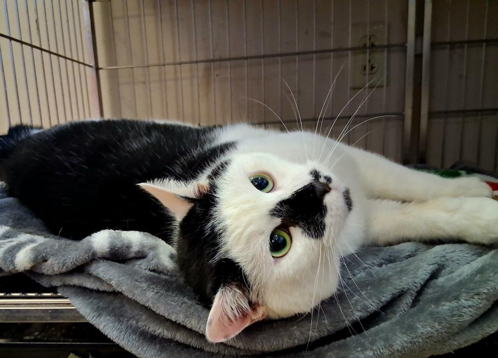 Enlarge WHISKERS, a Adopted mixed breed in Wintersville, OH image 1/3