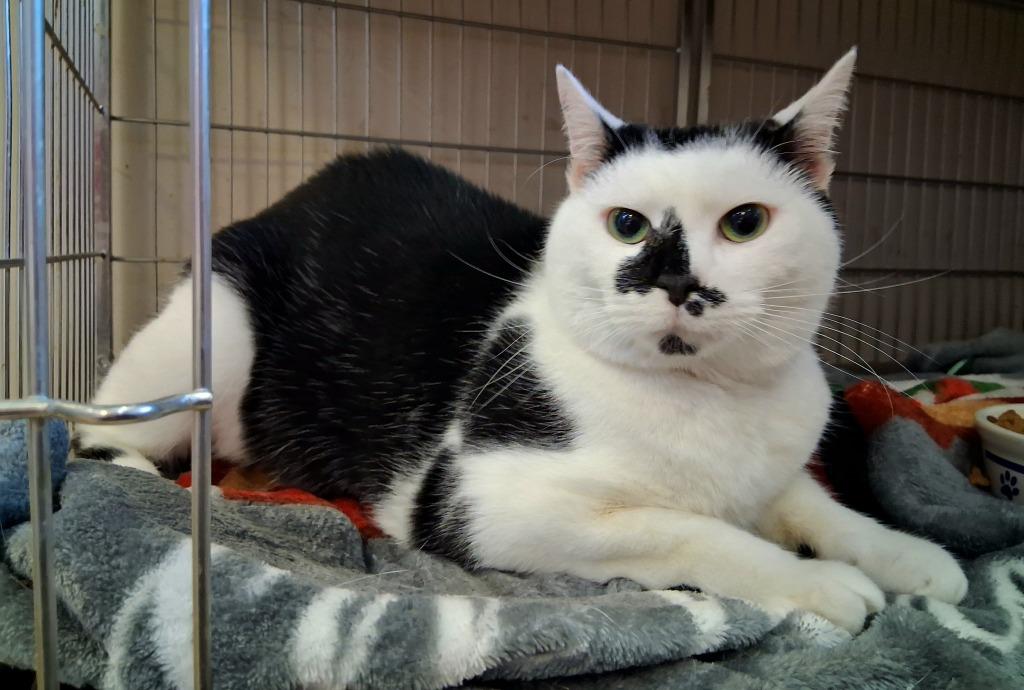 Enlarge WHISKERS, a Adopted mixed breed in Wintersville, OH image 2/3