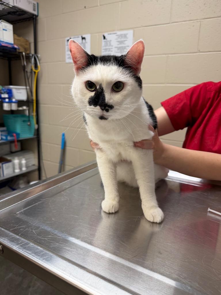 Enlarge WHISKERS, a Adopted mixed breed in Wintersville, OH image 3/3