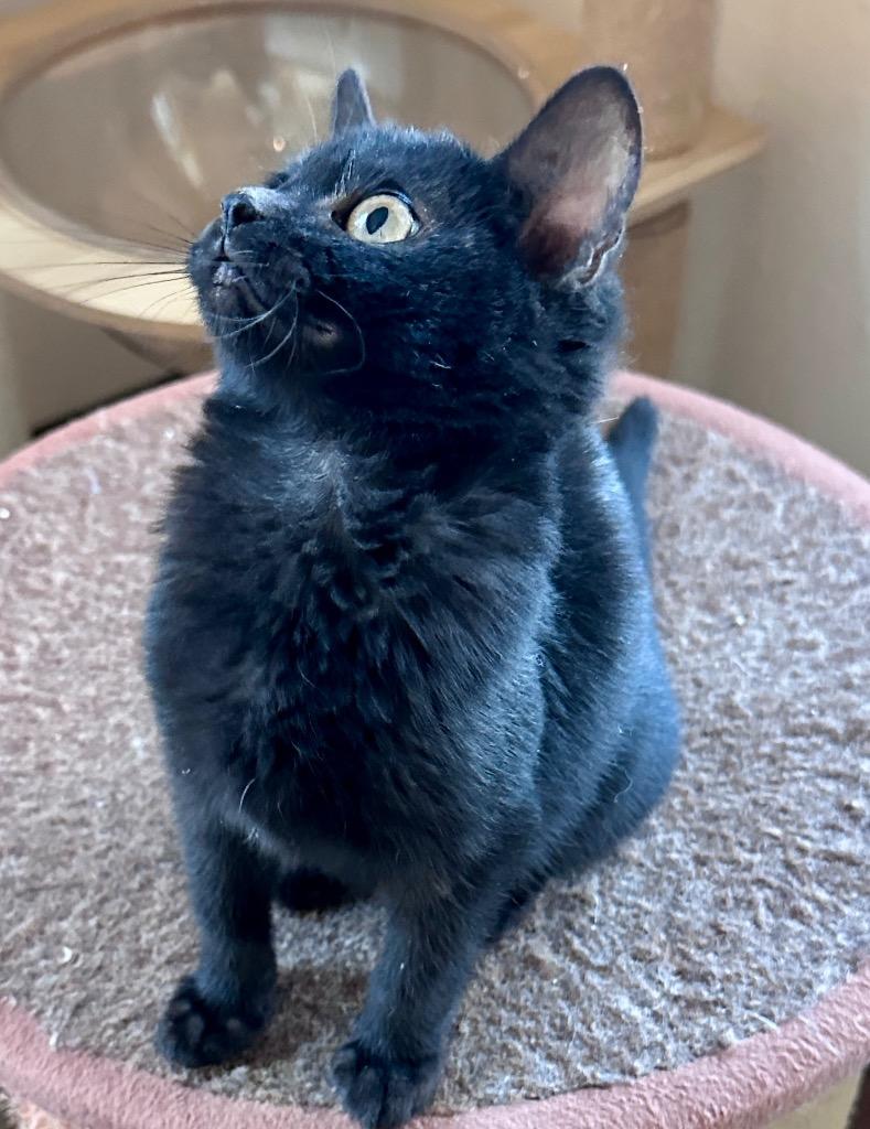 Dorothy, Adoptable, Kitten Female Domestic Short Hair.