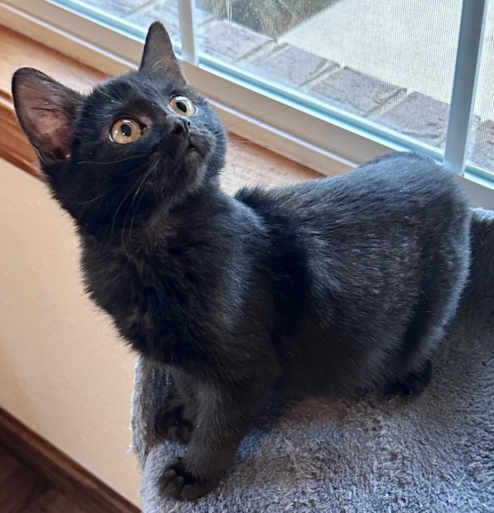 Dorothy, a Adoptable mixed breed in Waynesville, MO image 2/2