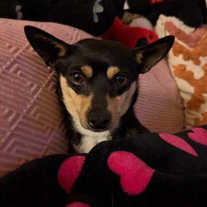 Clyde, Adoptable, Adult Male Chihuahua & Mixed Breed.