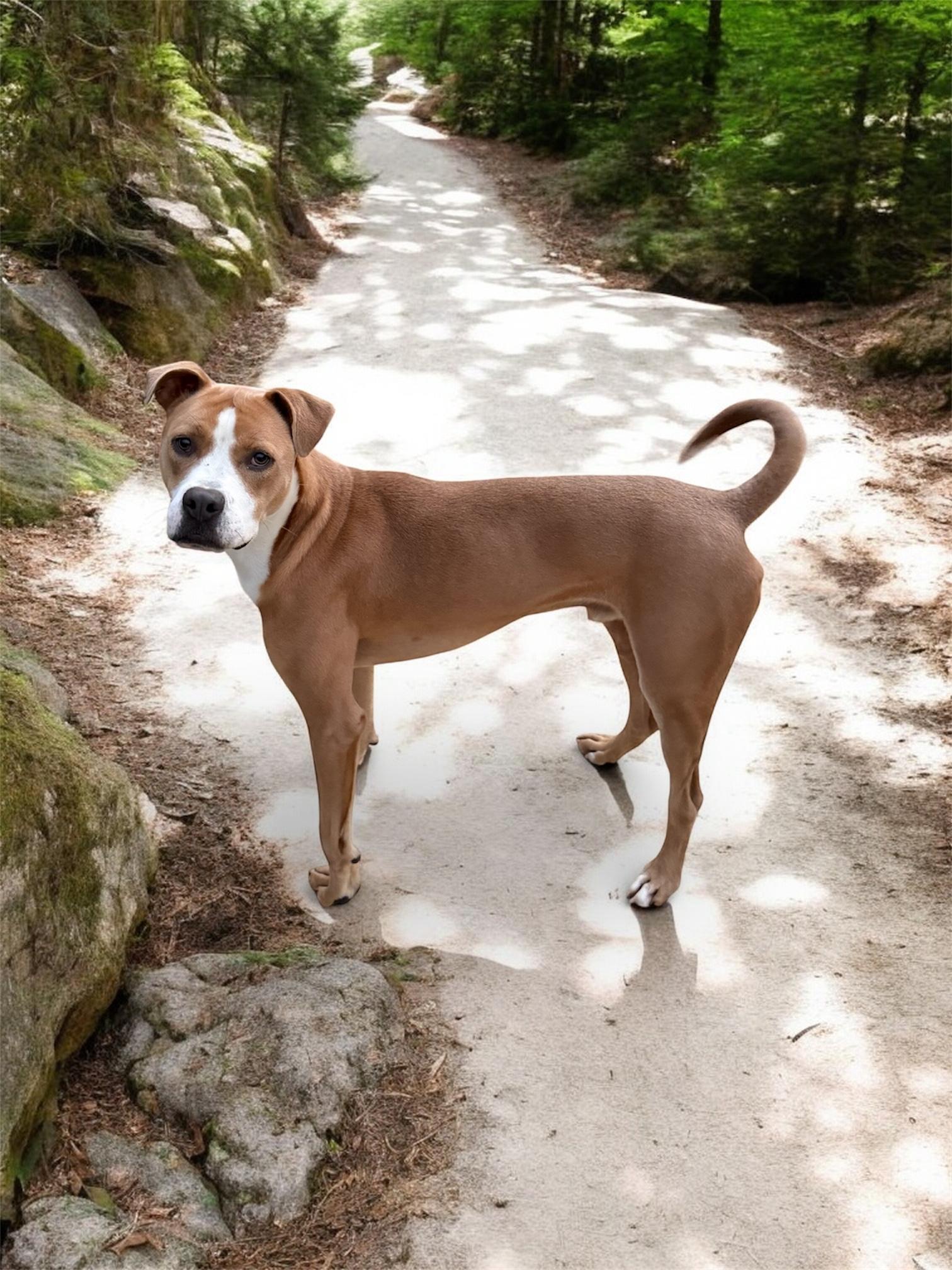 Enlarge Bacchus, a Adoptable mixed breed in Seattle, WA image 1/6