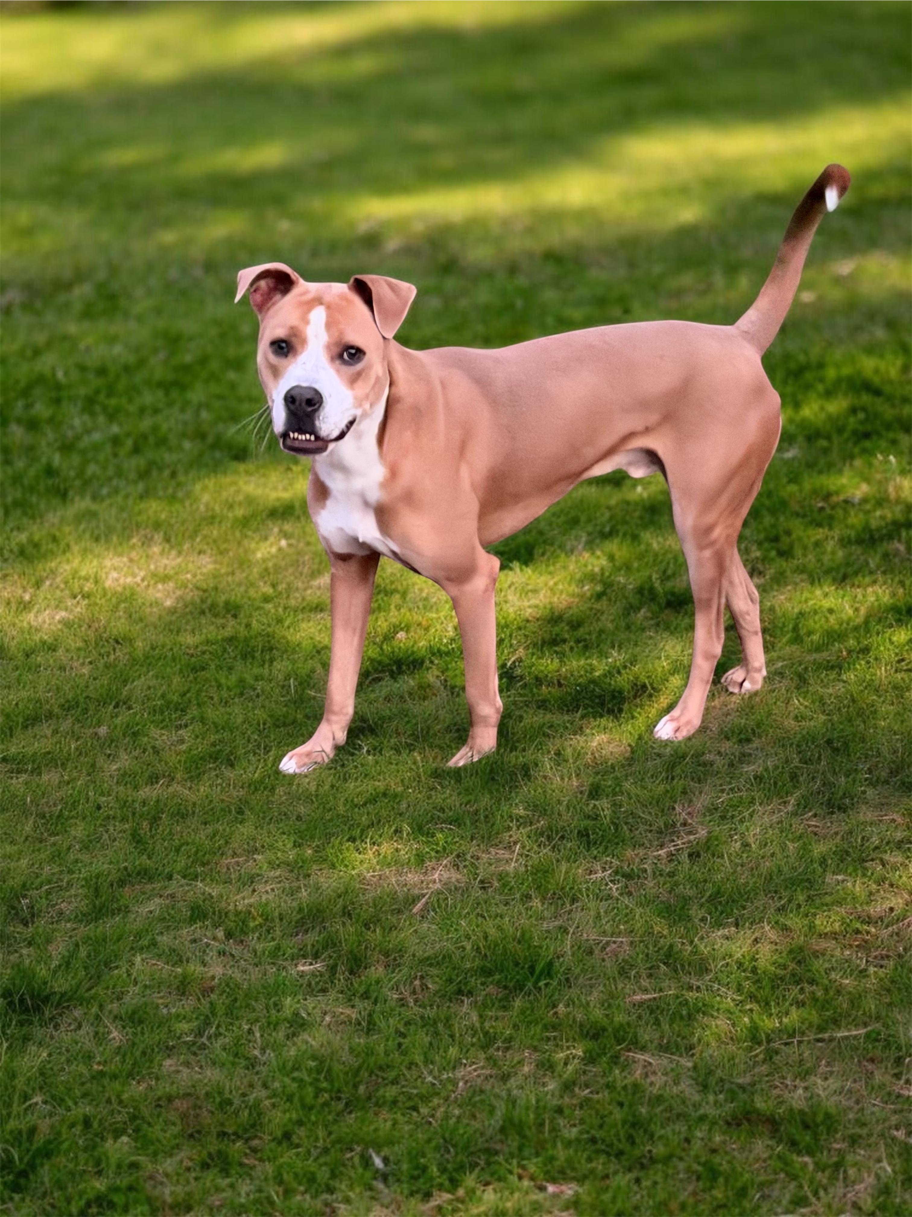 Enlarge Bacchus, a Adoptable mixed breed in Seattle, WA image 2/6