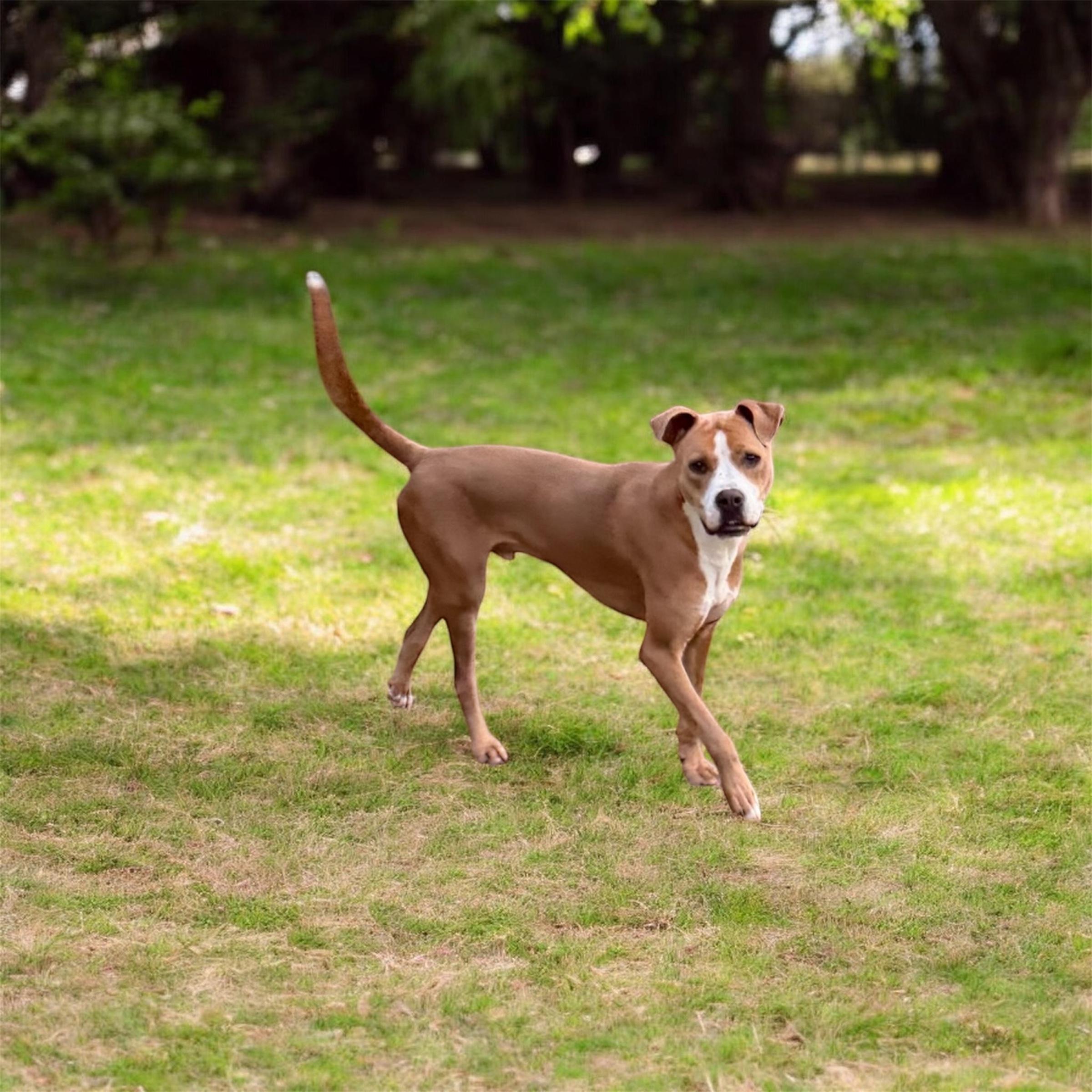 Enlarge Bacchus, a Adoptable mixed breed in Seattle, WA image 6/6