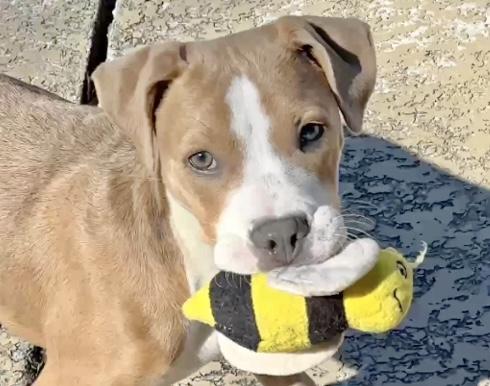 Enlarge Bacchus, a Adoptable mixed breed in Seattle, WA image 5/6