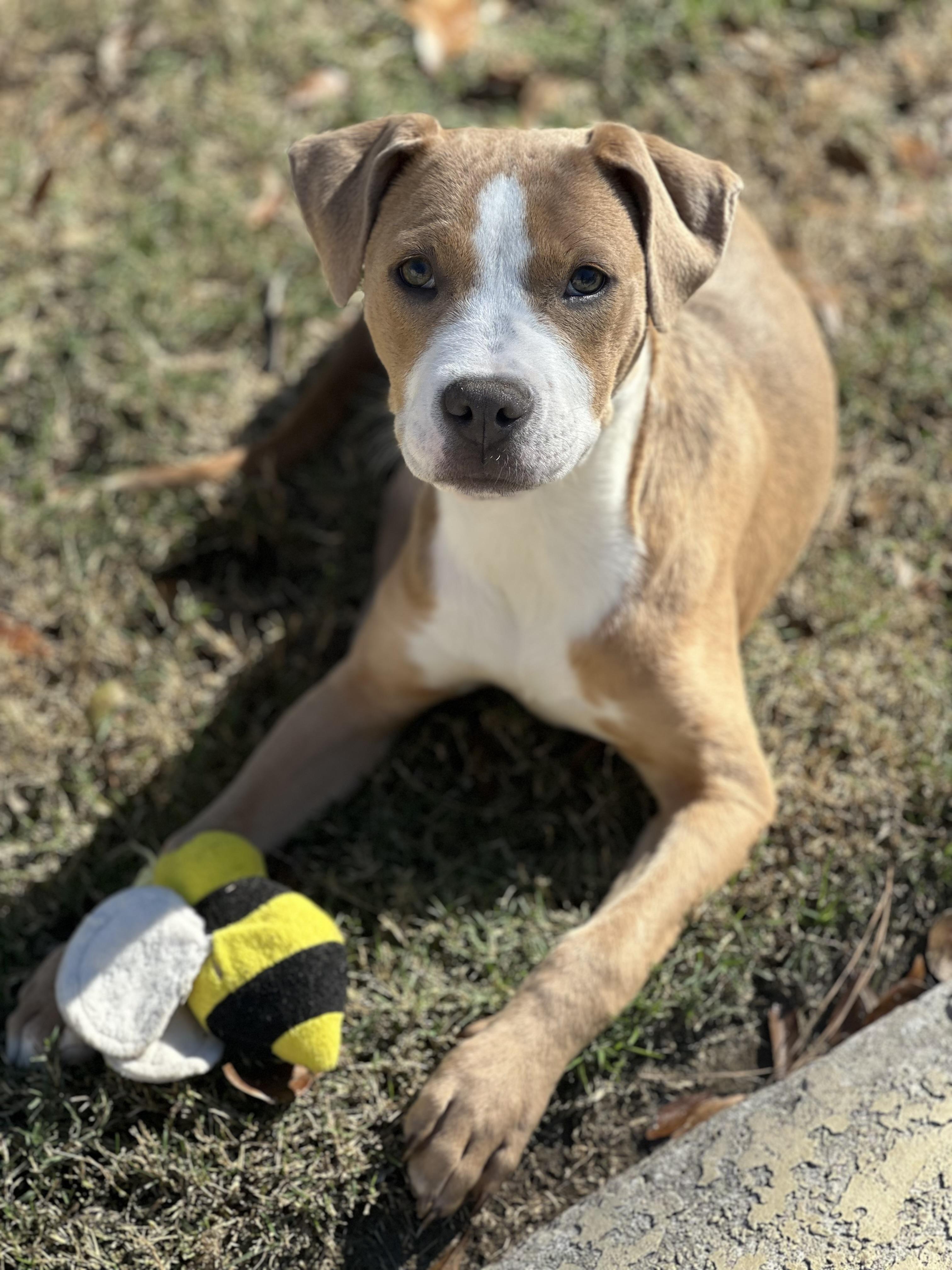 Enlarge Bacchus, a Adoptable mixed breed in Seattle, WA image 4/6