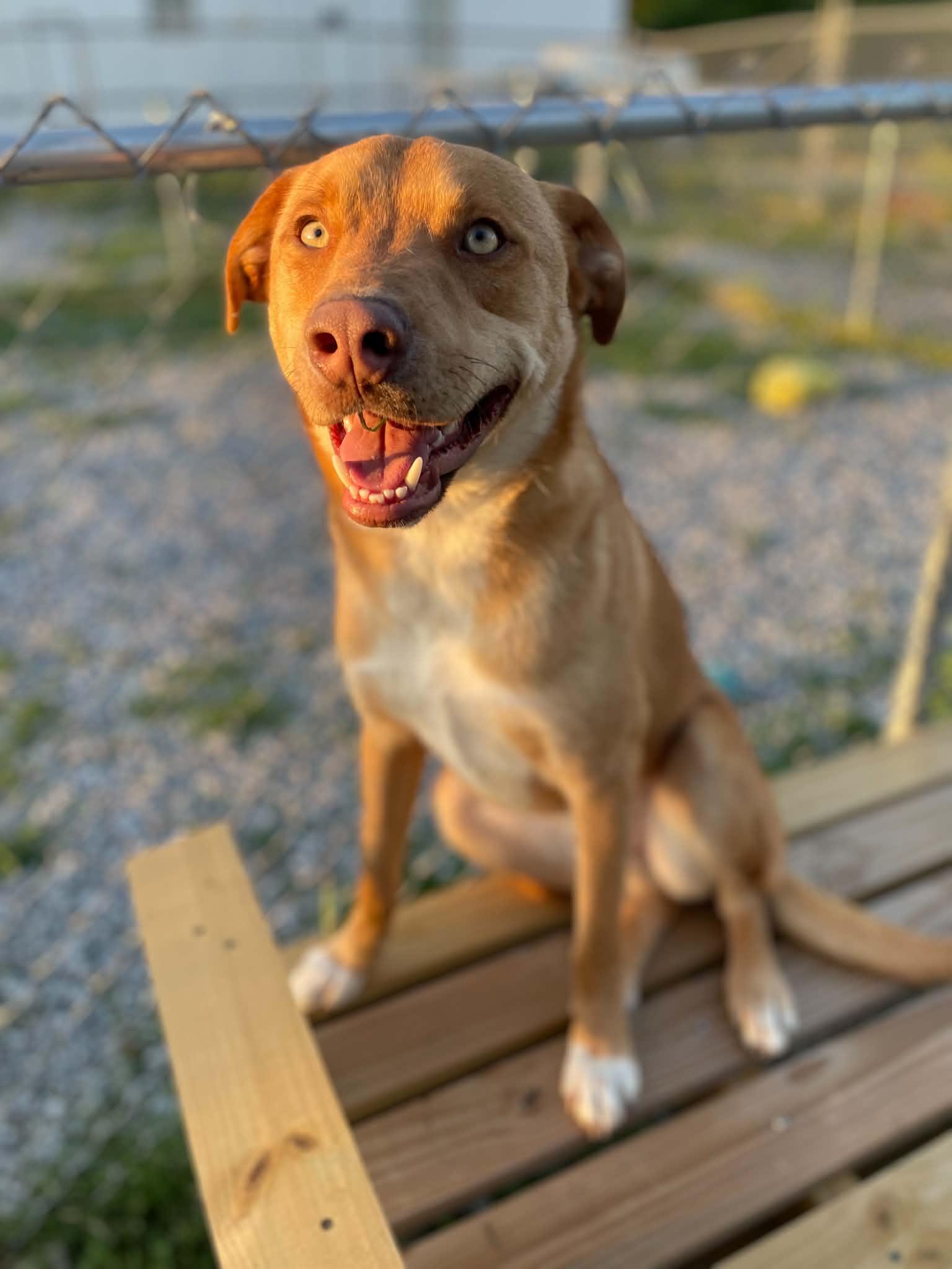 Enlarge Teddy *URGENT*, a ADOPTABLE Mixed Breed in Calhoun, KY image 6/6