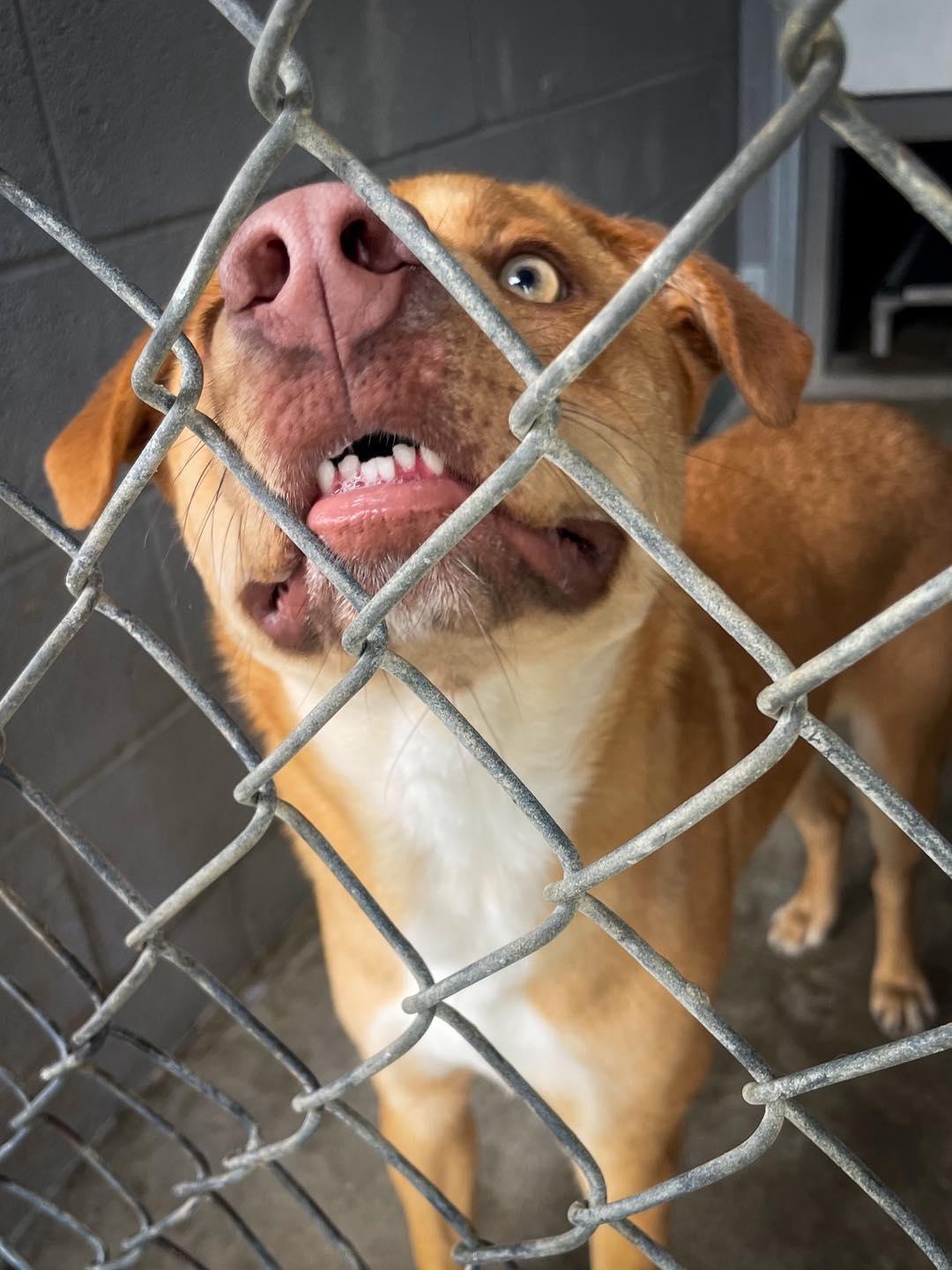 Teddy *URGENT*, ADOPTABLE, Young Male Mixed Breed.