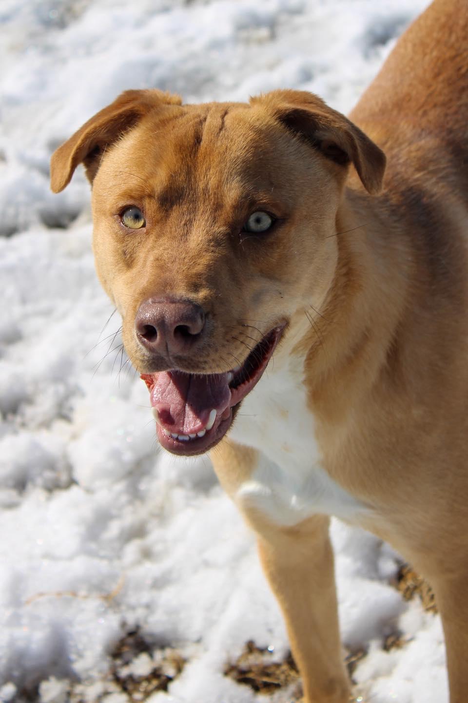 Enlarge Teddy, a ADOPTABLE Mixed Breed in Calhoun, KY image 5/6
