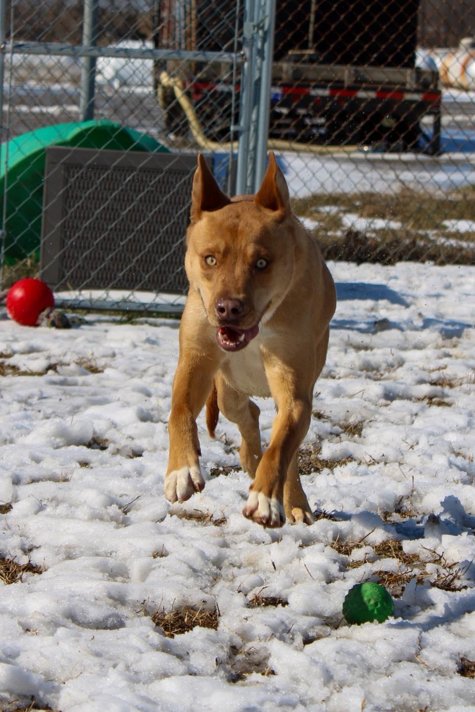 Enlarge Teddy, a ADOPTABLE Mixed Breed in Calhoun, KY image 3/6