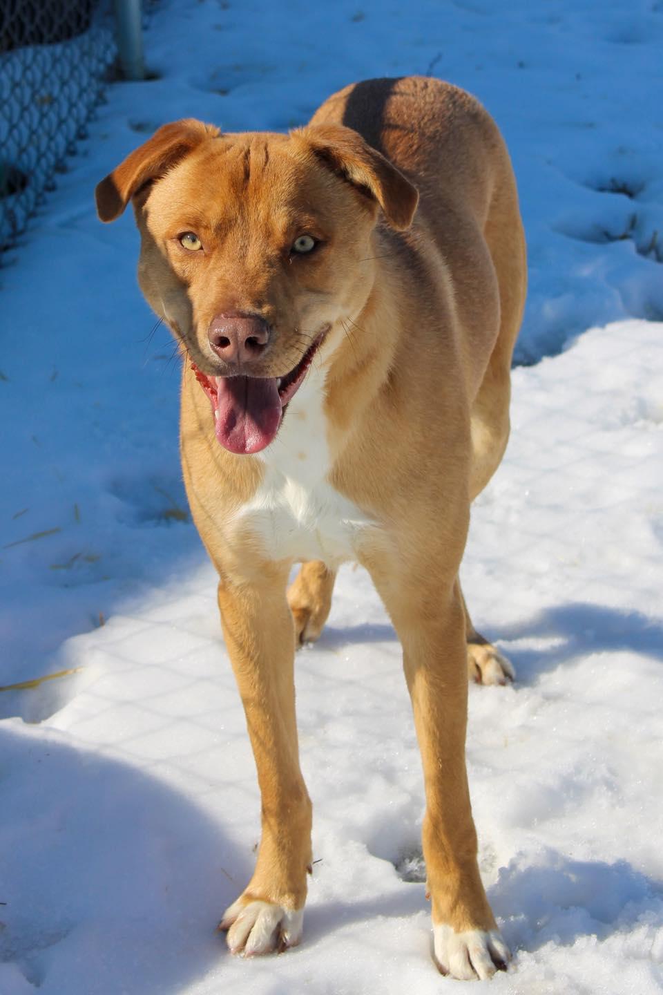 Enlarge Teddy, a ADOPTABLE Mixed Breed in Calhoun, KY image 2/6