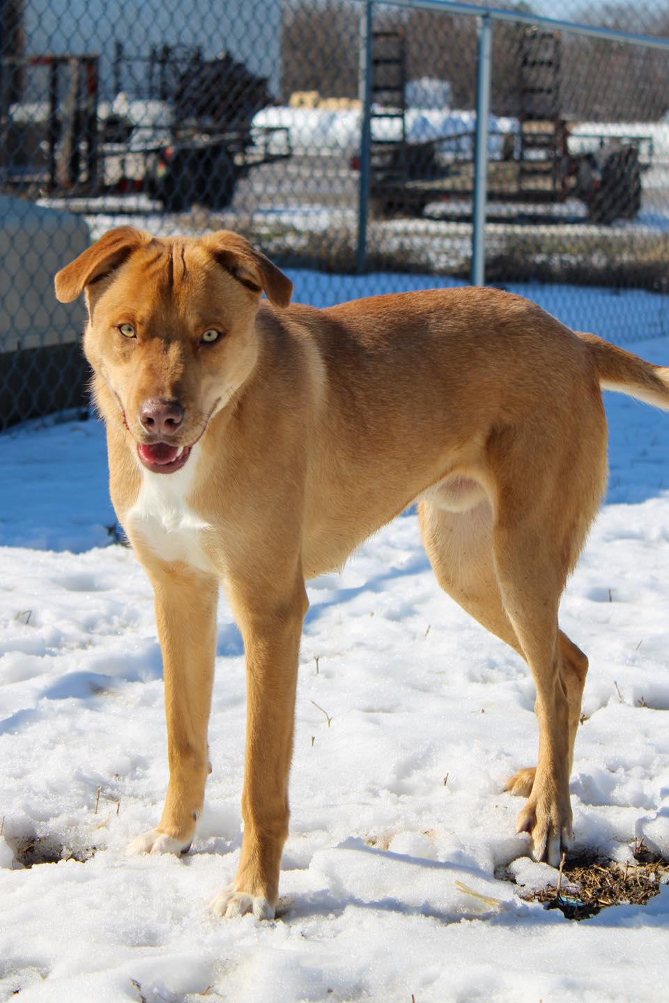 Enlarge Teddy, a ADOPTABLE Mixed Breed in Calhoun, KY image 6/6