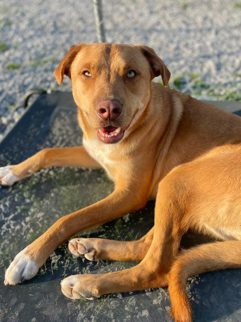 Enlarge Teddy *URGENT*, a ADOPTABLE Mixed Breed in Calhoun, KY image 4/6