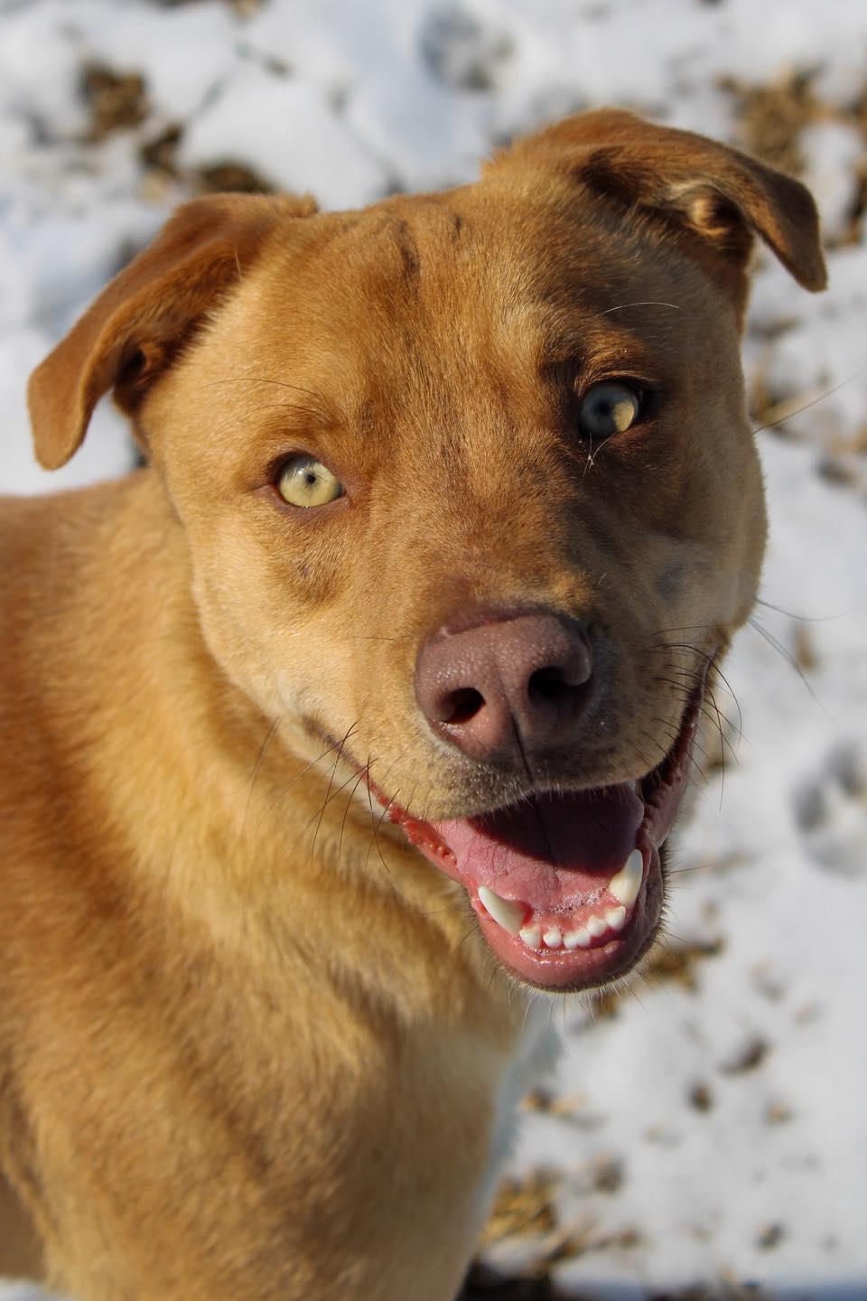 Enlarge Teddy, a ADOPTABLE Mixed Breed in Calhoun, KY image 4/6