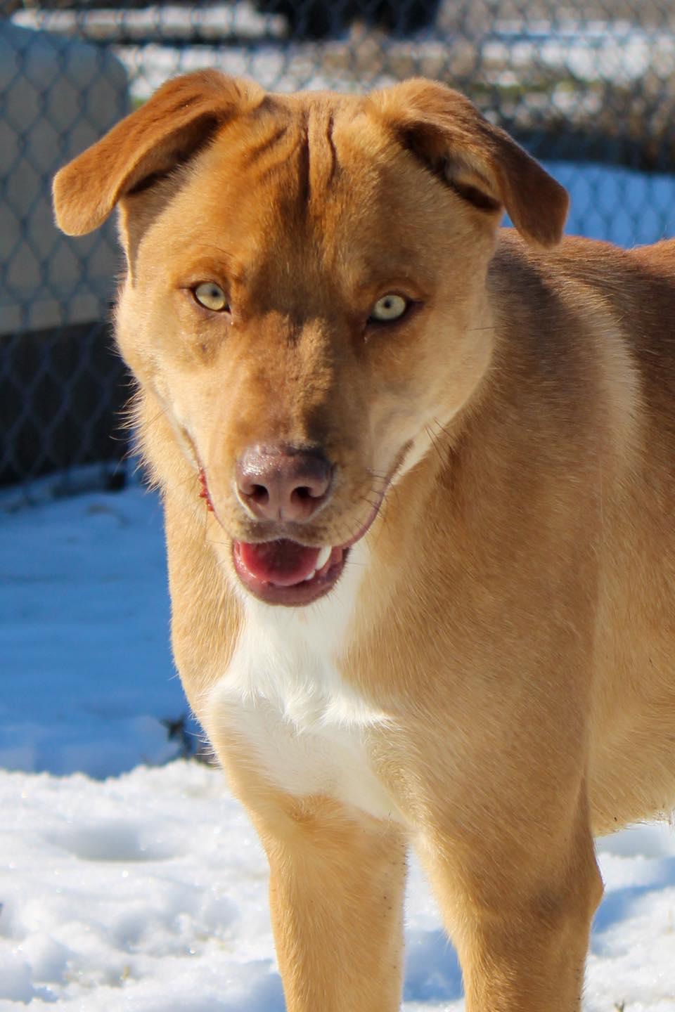 Enlarge Teddy, a ADOPTABLE Mixed Breed in Calhoun, KY image 1/6