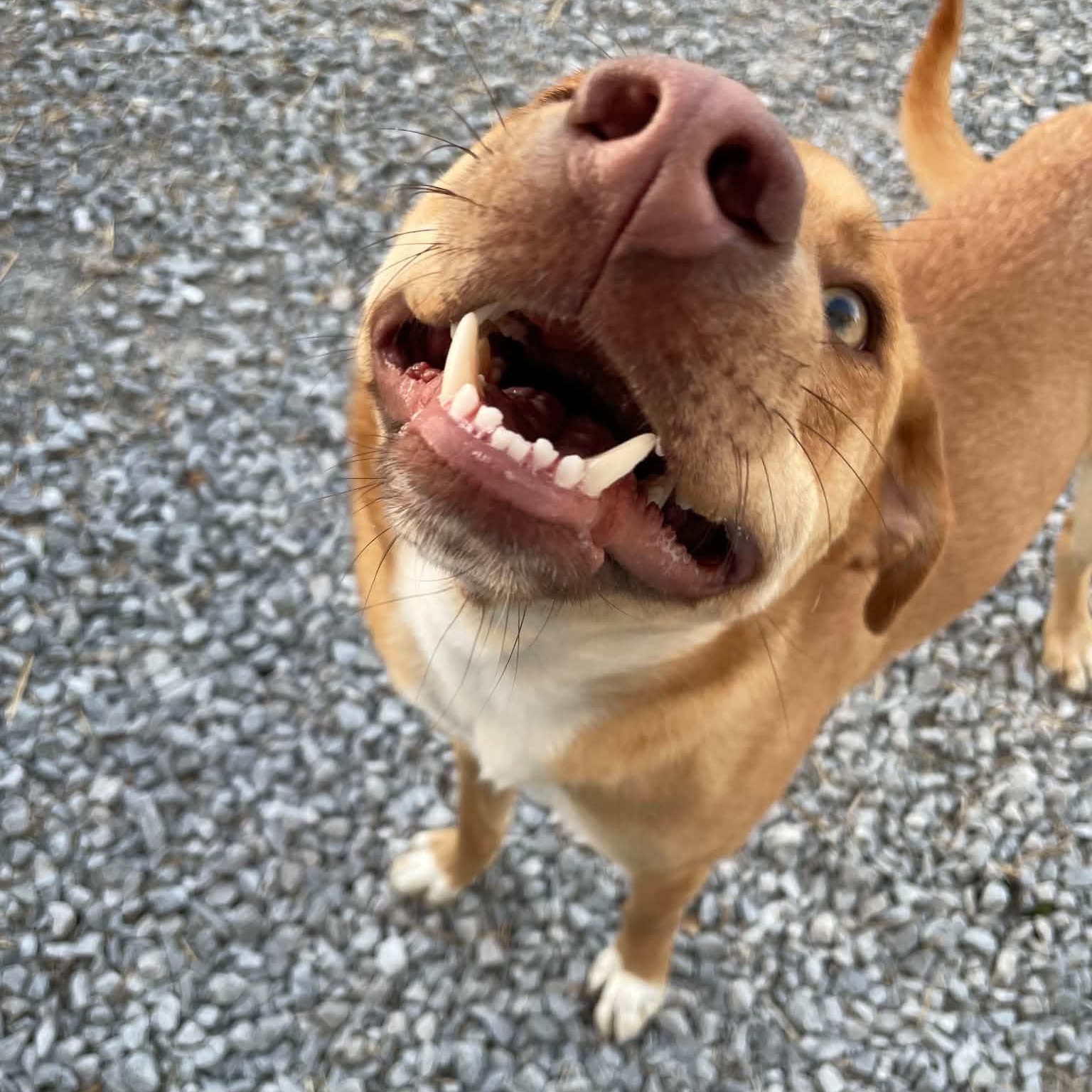 Enlarge Teddy *URGENT*, a ADOPTABLE Mixed Breed in Calhoun, KY image 5/6
