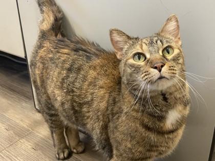 Kelsey, Adoptable, Adult Female Domestic Short Hair.