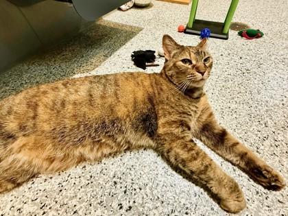 Enlarge Kelsey, a Adoptable Domestic Short Hair in Boulder, CO image 2/2